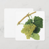 Witte wijndruiven op de wijnstok,  voedingsvruchte (Voorkant / Achterkant)