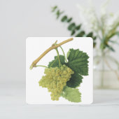 Witte wijndruiven op de wijnstok,  voedingsvruchte (Staand voorkant)