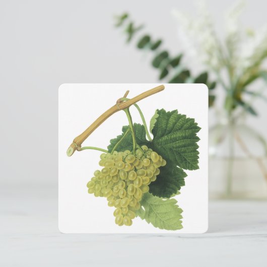 Witte wijndruiven op de wijnstok,  voedingsvruchte (Staand voorkant)