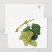Witte wijndruiven op de wijnstok, voedingsvruchte briefkaart (Voorkant / Achterkant)