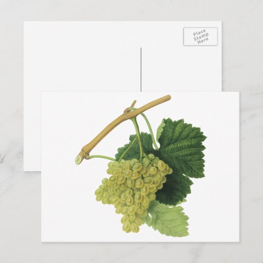 Witte wijndruiven op de wijnstok, voedingsvruchte briefkaart (Voorkant / Achterkant)