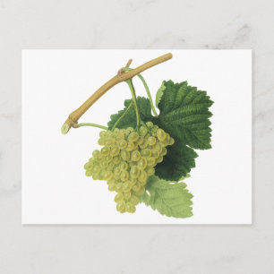 Witte wijndruiven op de wijnstok, voedingsvruchte briefkaart