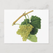Witte wijndruiven op de wijnstok,  voedingsvruchte briefkaart (Voorkant)