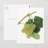 Witte wijndruiven op de wijnstok, voedingsvruchte briefkaart (Voorkant / Achterkant)