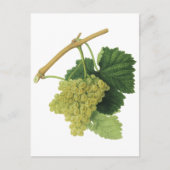 Witte wijndruiven op de wijnstok, voedingsvruchte briefkaart (Voorkant)