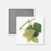 Witte wijndruiven op de wijnstok,  voedingsvruchte magneet (Voorkant / Achterkant)