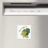 Witte wijndruiven op de wijnstok,  voedingsvruchte magneet (Insitu (Vaatwasser))