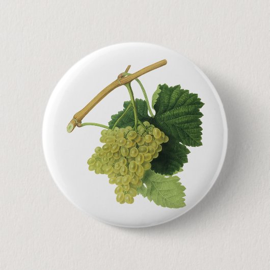 Witte wijndruiven op de wijnstok,  voedingsvruchte ronde button 5,7 cm (Voorkant)