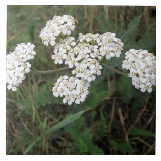 Witte Wildbloem Tile Tegeltje (Voorkant)