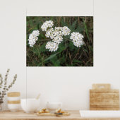 Witte Wildbloemen afdrukken Poster (Keuken)