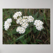 Witte Wildbloemen afdrukken Poster (Voorkant)