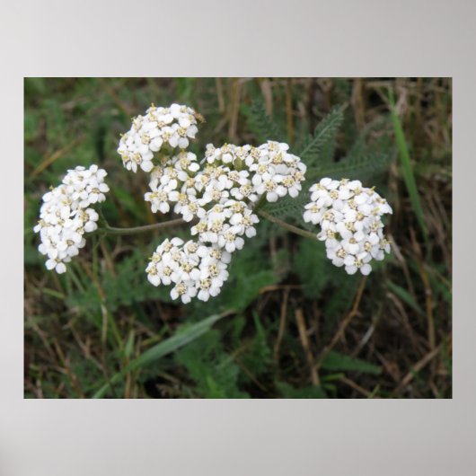 Witte Wildbloemen afdrukken Poster (Voorkant)