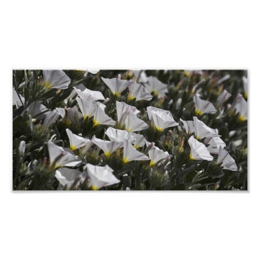 Witte Wildbloemen overal Foto Afdruk (Voorkant)