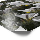 Witte Wildbloemen overal Foto Afdruk (Hoek)