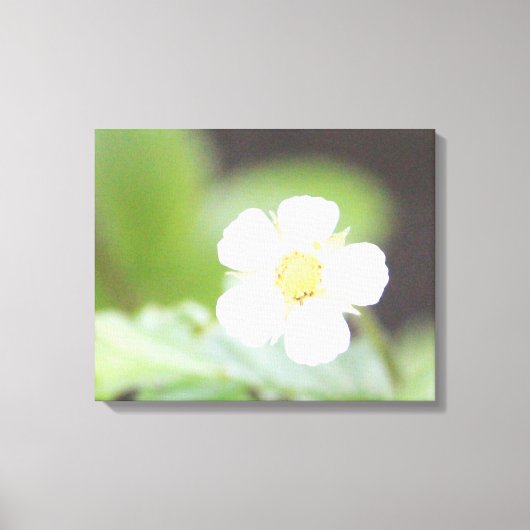 Witte Wilde Aardbei Bloom Canvas Afdruk (Voorkant)