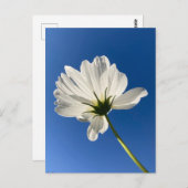 Witte Wilde Bloem Ansichtkaart Briefkaart (Voorkant / Achterkant)