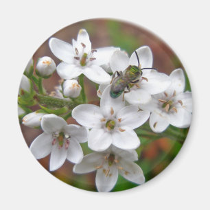Witte wilde bloem en bijenvis magneet