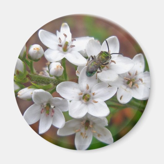 Witte wilde bloem en bijenvis magneet (Voorkant)