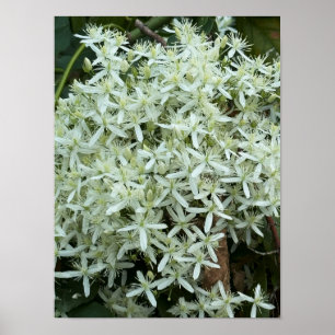 Witte Wilde Bloemen Foto Poster