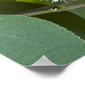 Witte Wilde Bloemen Foto Poster (Hoek)