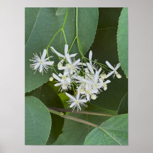 Witte Wilde Bloemen Foto Poster