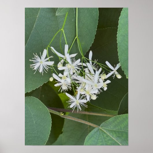 Witte Wilde Bloemen Foto Poster (Voorkant)