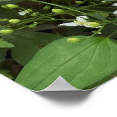 Witte Wilde Bloemen Foto Poster (Hoek)