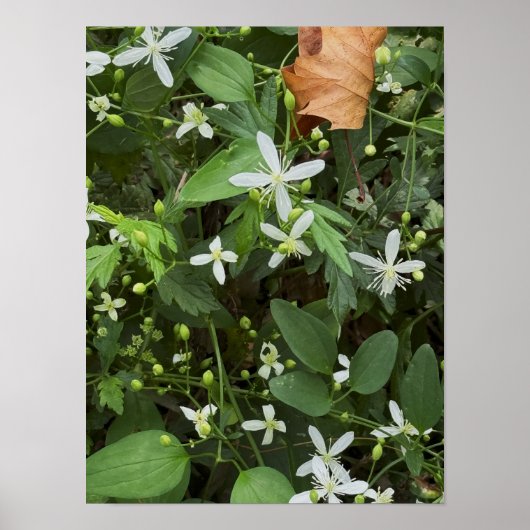 Witte Wilde Bloemen Foto Poster (Voorkant)