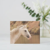 Witte wilde paarden briefkaart (Staand voorkant)