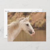 Witte wilde paarden briefkaart (Voorkant / Achterkant)
