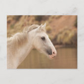 Witte wilde paarden briefkaart (Voorkant)