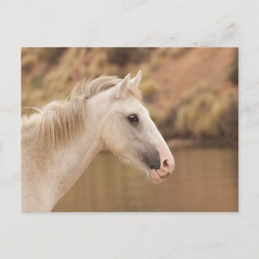 Witte wilde paarden briefkaart (Voorkant)
