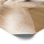 Witte wilde paarden foto afdruk (Hoek)