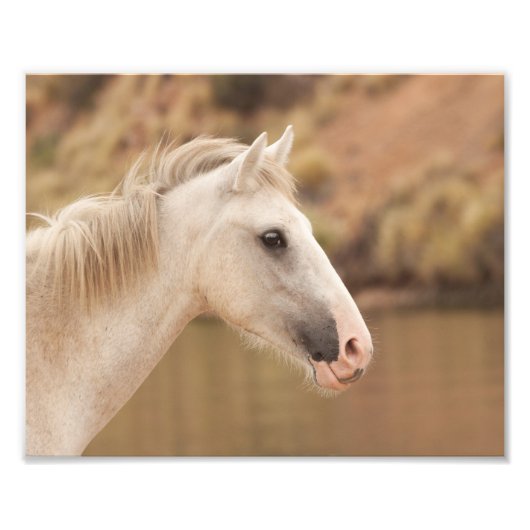 Witte wilde paarden foto afdruk (Voorkant)