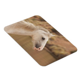 Witte wilde paarden magneet