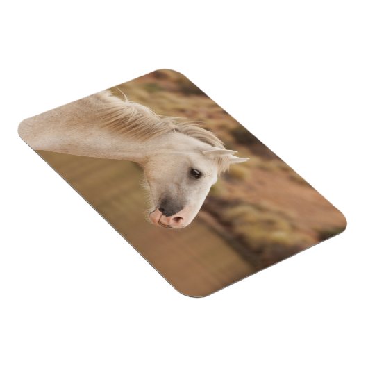 Witte wilde paarden magneet (Rechterzijde)