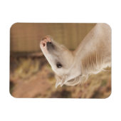 Witte wilde paarden magneet (Horizontaal)