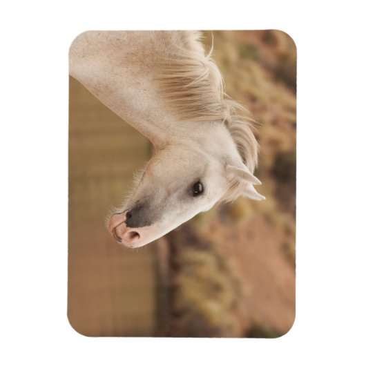 Witte wilde paarden magneet (Verticaal)