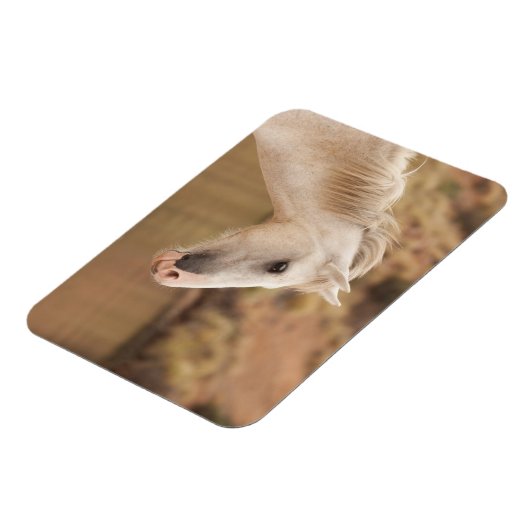Witte wilde paarden magneet (Linkerzijde)