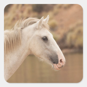 Witte wilde paarden vierkante sticker