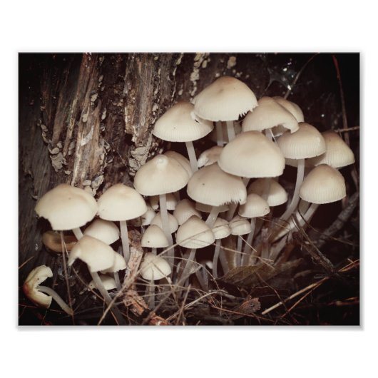 Witte Wilde Paddestoel Cluster 8x10 Foto Afdruk (Voorkant)