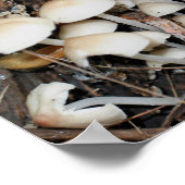 Witte Wilde Paddestoel Cluster Spiegel Abstract Poster (Hoek)