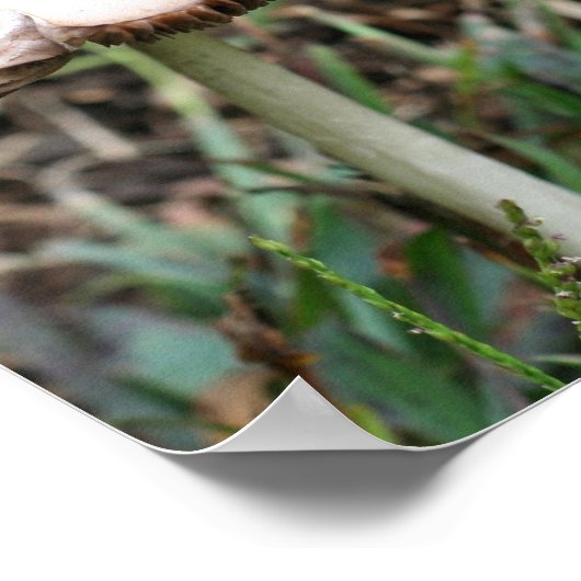 Witte Wilde Paddestoel Pair Natuur Poster (Hoek)