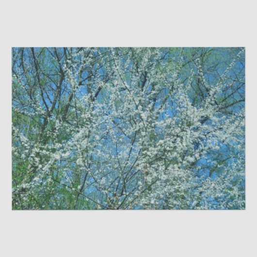 Witte wilde pruimenboom in bloesem tissuepapier (Voorkant)