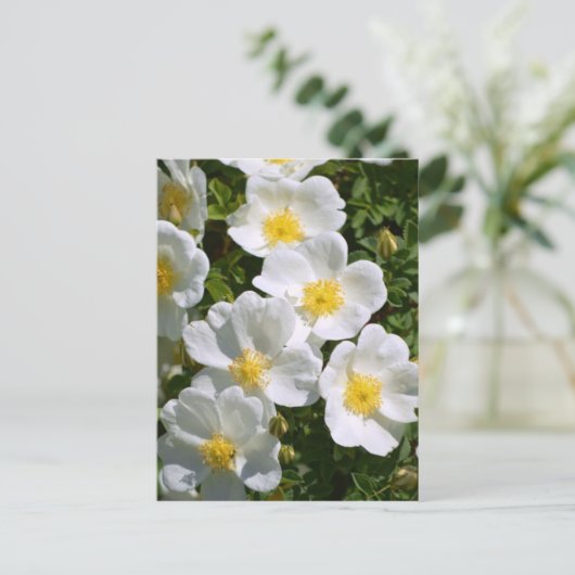 Witte wilde Rozen Briefkaart (Staand voorkant)