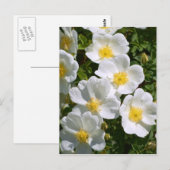 Witte wilde Rozen Briefkaart (Voorkant / Achterkant)