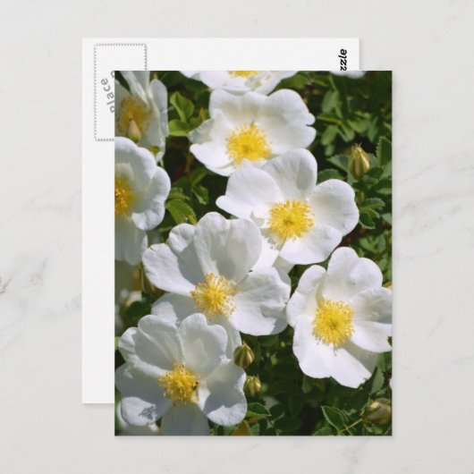 Witte wilde Rozen Briefkaart (Voorkant / Achterkant)