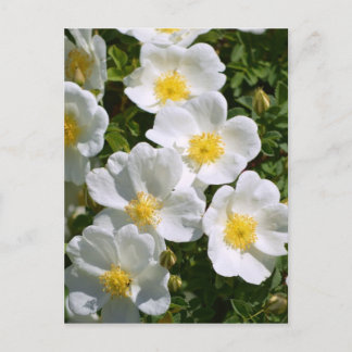 Witte wilde Rozen Briefkaart