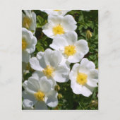 Witte wilde Rozen Briefkaart (Voorkant)