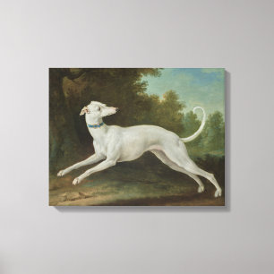 Witte windhond (door Jean-Baptiste Oudry) Canvas Afdruk